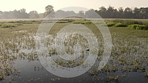 Fly above marsh with green water vegetation and wild bird floating on surface