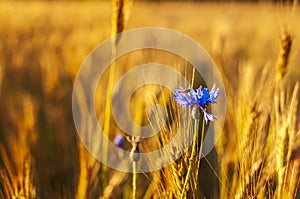 Fly and a cornflower