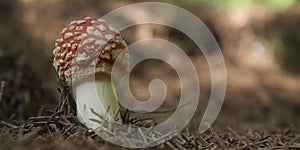 Fly agaric 1