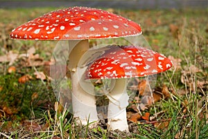 Fly agaric