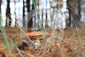 Fly agaric