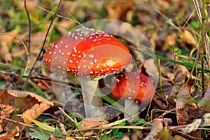 Fly agaric