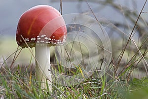 Fly agaric
