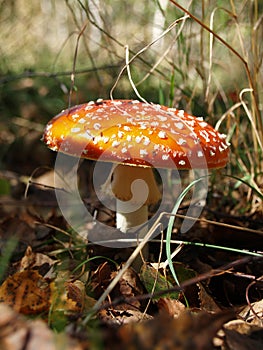 Fly agaric