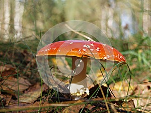 Fly agaric