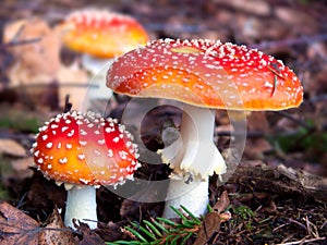 Fly agaric .