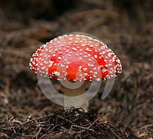 Fly-agaric