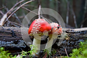 Fly agaric