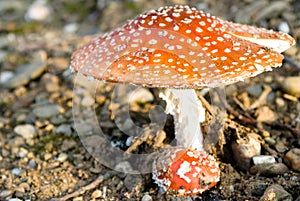 Fly agaric