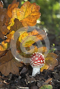 Fly Agaric