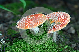 Fly agaric, amanita, dangerous poison mushroom. In forest