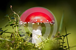 Fly Agaric (Amanita muscaria)