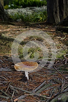 Fly agaric Amanita muscaria.