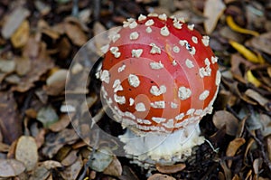 Fly agaric Amanita muscaria.