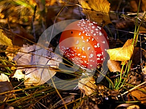 Fly agaric Amanita muscaria in autumn forest