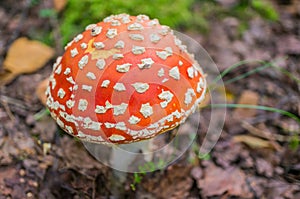 Fly agaric Amanita muscaria in the autumn forest close-up. Poisonous and hallucinogenic mushroom. Macro. Soft focus, selected