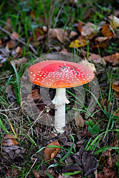Fly agaric     Amanita muscaria    in the forest