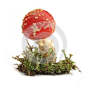 Fly Agaric Amanita muscaria mushroom