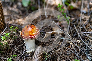 Fly agaric, amanita muscaria mushroom