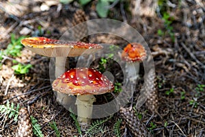 Fly agaric, amanita muscaria mushroom