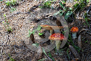 Fly agaric, amanita muscaria mushroom