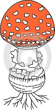 Fly agaric Amanita muscaria mushroom