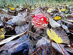 Fly Agaric (Amanita muscaria) mushroom among fallen autumn leaves