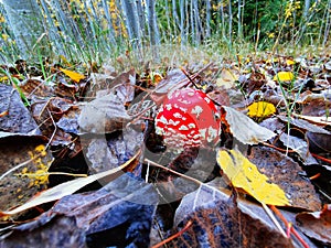 Fly Agaric (Amanita muscaria) mushroom among fallen autumn leaves