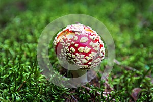 Fly agaric, amanita muscaria mushroom in forest. Poisonous, inedible plant