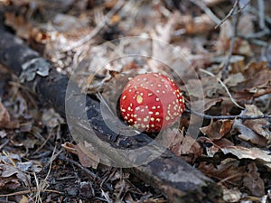 A fly agaric (Amanita Muscaria) mushroom growing on the forest floor