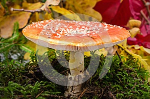 Fly agaric. Amanita muscaria. Mushroom with red hat close-up.