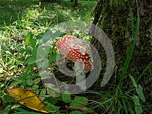 Fly Agaric (Amanita Muscaria) mushroom with white warts growing in forest next to a big stem covered