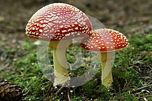 Fly-agaric (Amanita muscaria) in pinewood photo