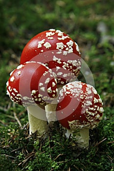 Fly-agaric (Amanita muscaria) in pinewood photo