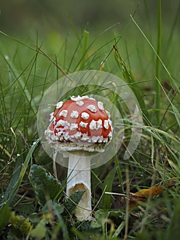 The Fly Agaric photo