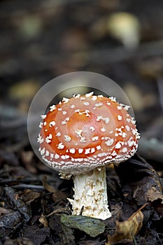 The Fly Agaric photo