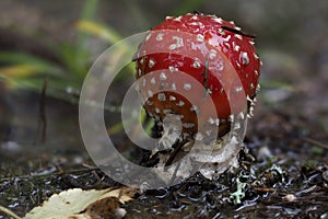 The Fly Agaric photo