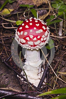 Fly agaric, Amanita muscaria poisonous fungus with red cap in forest macro, selective focus, shallow DOF