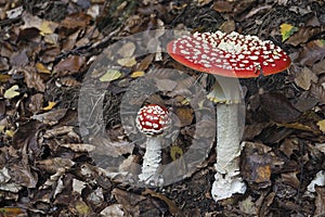 The Fly Agaric Amanita muscaria is a poisonous mushroom