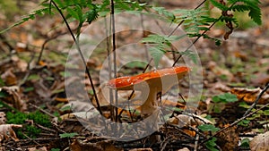 Fly agaric amanita muscaria poisonous mushroom in autumn scenery. Beautiful dangerous but useful in microdosing red