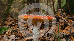 Fly agaric amanita muscaria poisonous mushroom in autumn scenery. Beautiful dangerous but useful in microdosing red