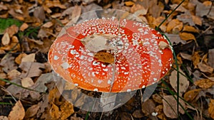 Fly agaric amanita muscaria poisonous mushroom in autumn scenery. Beautiful dangerous but useful in microdosing red