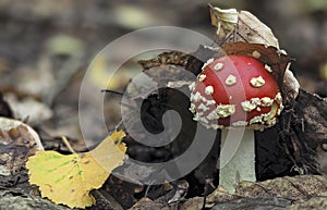 The Fly Agaric Amanita muscaria is a poisonous mushroom photo