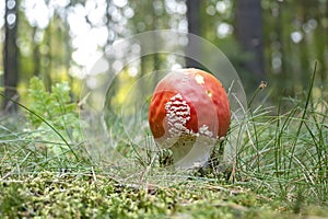 The Fly Agaric Amanita muscaria is a poisonous mushroom photo