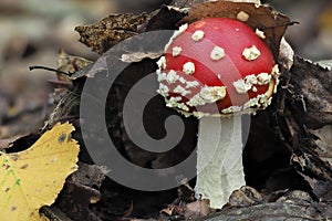 The Fly Agaric Amanita muscaria is a poisonous mushroom photo