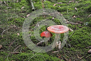 The Fly Agaric Amanita muscaria is a poisonous mushroom photo