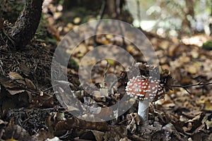 The Fly Agaric Amanita muscaria is a poisonous mushroom photo