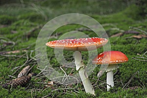 The Fly Agaric Amanita muscaria is a poisonous mushroom photo