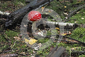 The Fly Agaric Amanita muscaria is a poisonous mushroom photo