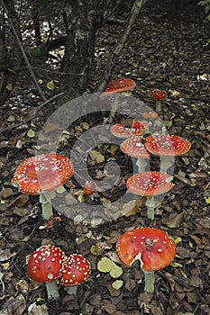 The Fly Agaric Amanita muscaria is a poisonous mushroom photo